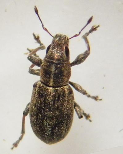 Réf. 257 115 : Sitona sp.